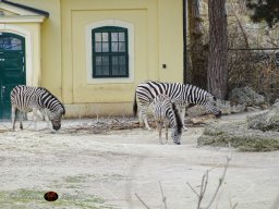 Tiergarten Schönbrunn am 12.03.2025